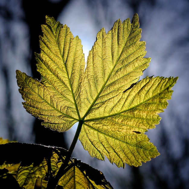 Foto primer plano de hojas de arce amarillas contra un fondo borroso