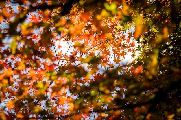 Foto primer plano de las hojas de arce en el árbol durante el otoño