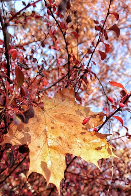 Foto primer plano de las hojas de arce en el árbol