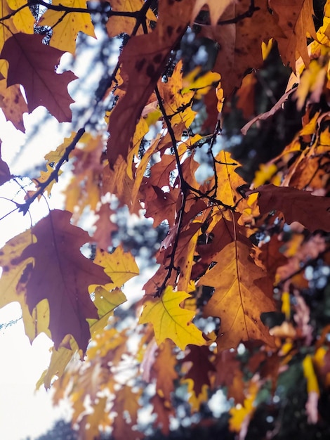 Foto primer plano de las hojas de arce en el árbol