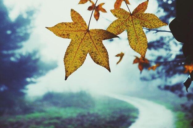 Primer plano de hojas de arce contra el cielo durante el otoño