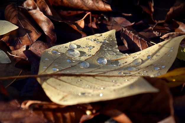 Primer plano de las hojas de arce húmedas durante el otoño