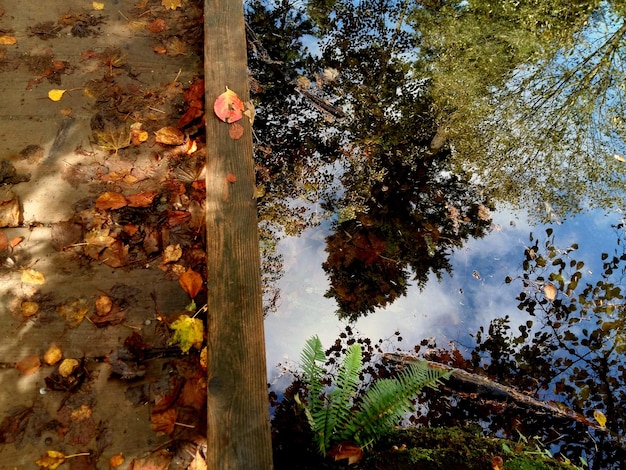 Foto primer plano de hojas de arce junto al lago contra el cielo