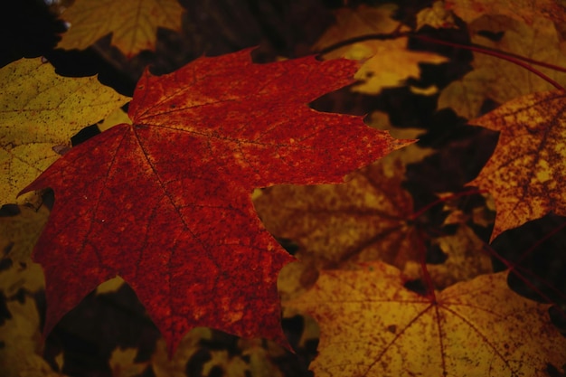 Primer plano de las hojas de arce durante el otoño