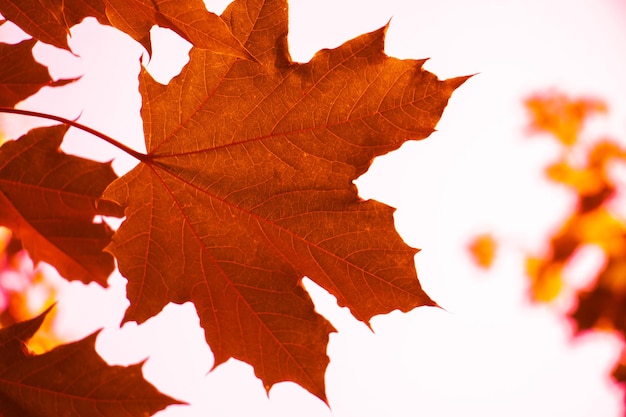 Primer plano de las hojas de arce durante el otoño