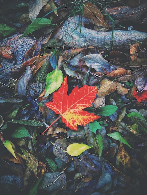 Foto primer plano de las hojas de arce durante el otoño