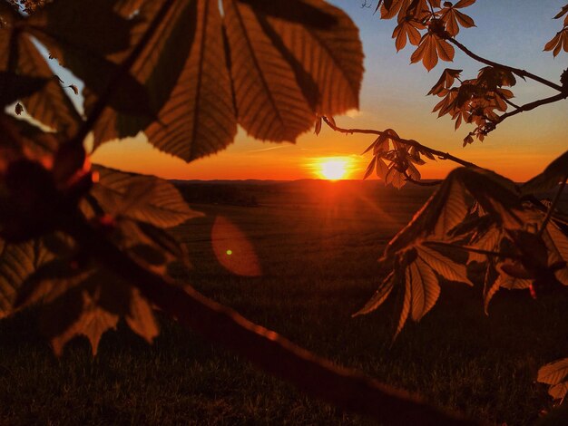 Foto primer plano de las hojas de arce durante la puesta del sol