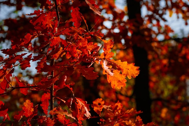 Primer plano de las hojas de arce rojo en el árbol