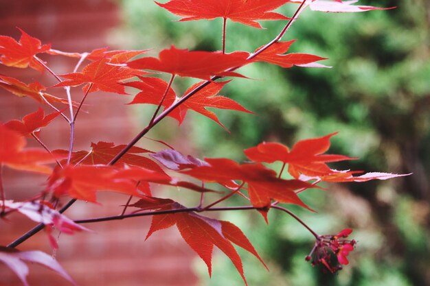 Primer plano de las hojas de arce rojo