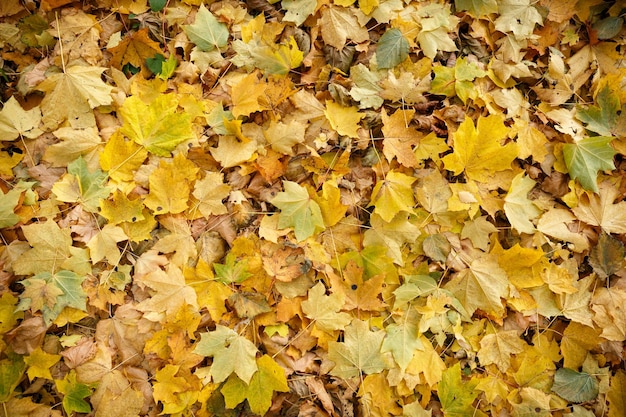 Primer plano de hojas de arce secas de color verde amarillo naranja rojo en el suelo Otoño en el parque