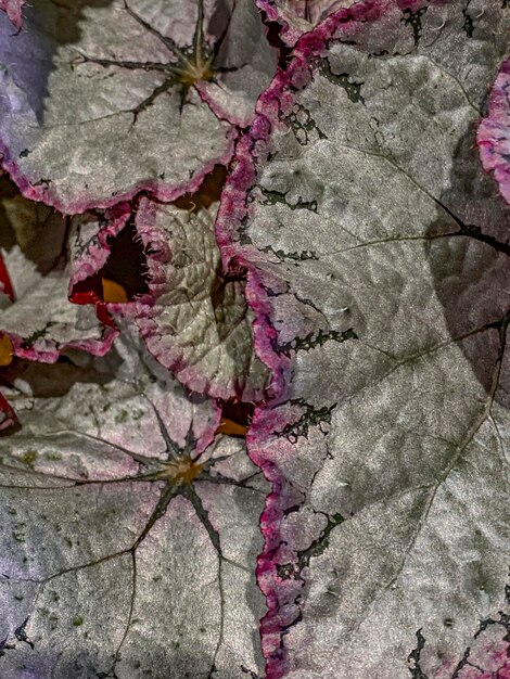 Un primer plano de las hojas de Begonia Begonia sempervirens