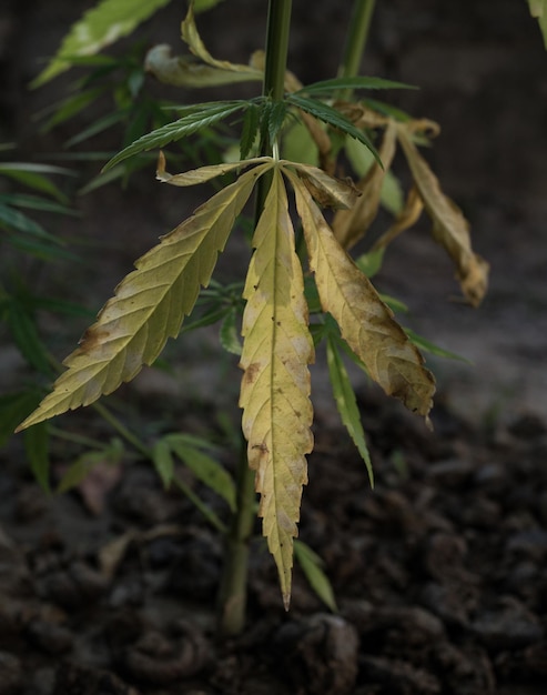 Foto primer plano de las hojas en el campo