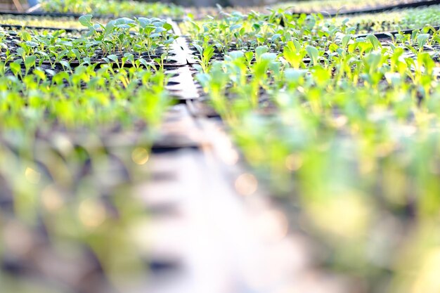 Primer plano de las hojas en el campo