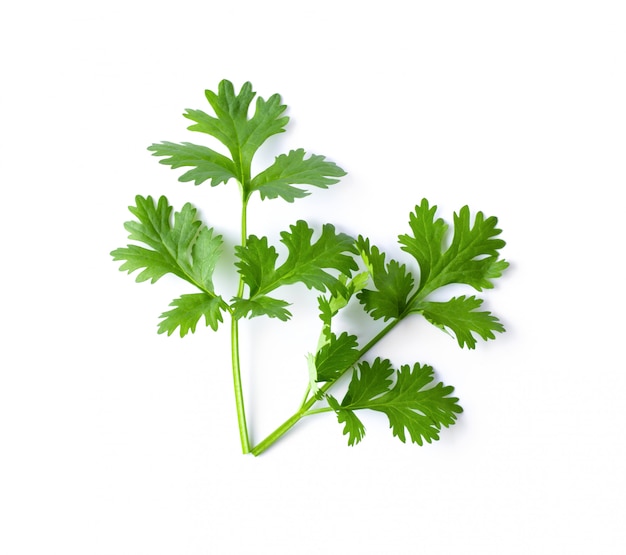 Primer plano de hojas de cilantro verde