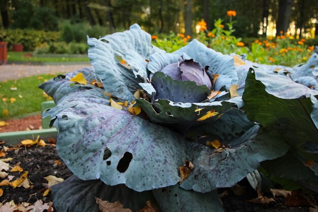 Primer plano de hojas de col roja con el telón de fondo de la puesta de sol en el parque de la ciudad de otoño