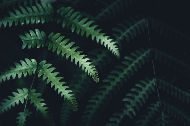 Primer plano de hojas de color verde oscuro fondo negro