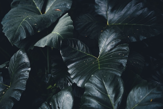 Primer plano de hojas de color verde oscuro fondo negro