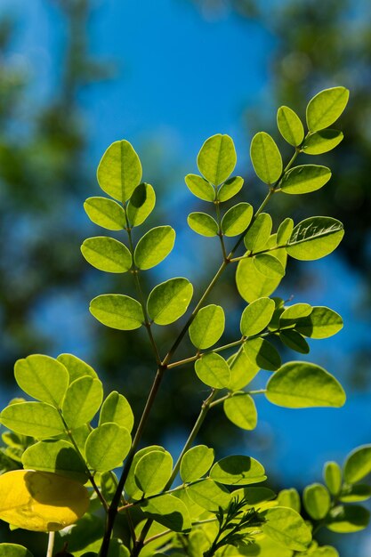 Foto primer plano de las hojas contra el cielo azul