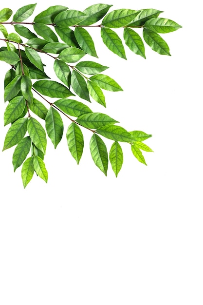 Foto primer plano de las hojas contra un fondo blanco