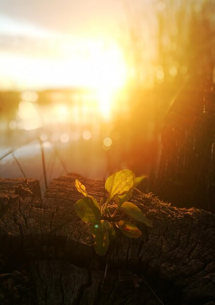 Foto primer plano de las hojas contra el sol brillante al atardecer
