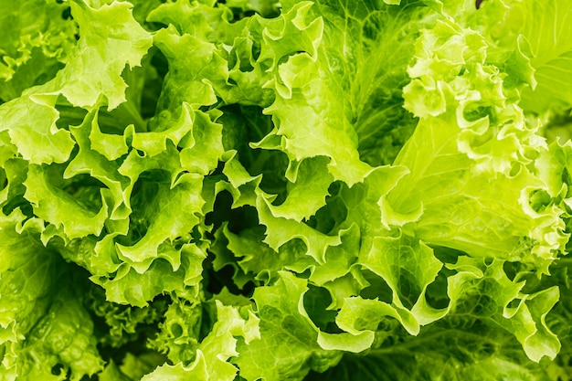 Primer plano de hojas de ensalada verde fresca