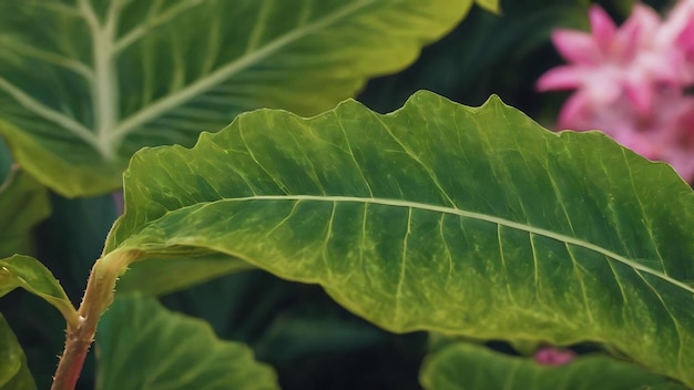 Un primer plano de las hojas de la flor del cigarro verde