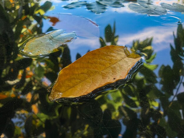 Foto primer plano de hojas flotando en el agua