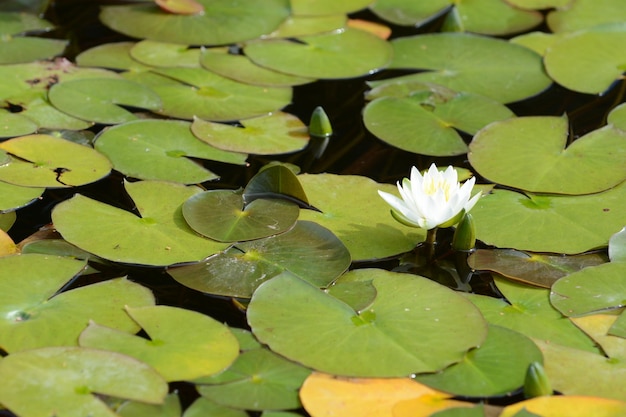 Primer plano de las hojas flotando en el agua