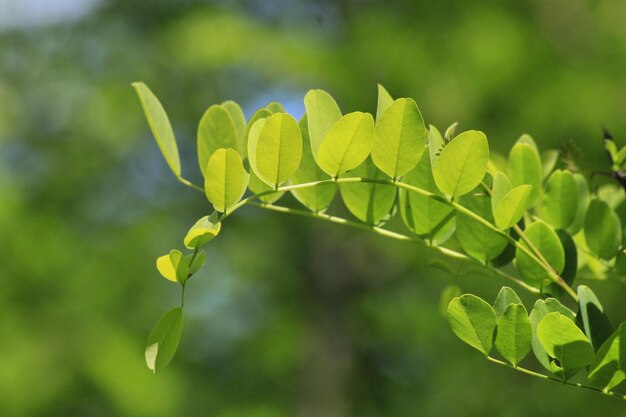 Foto primer plano de las hojas frescas de la planta