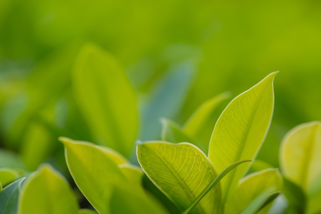 Primer plano de hojas frescas sobre fondo verde de la naturaleza