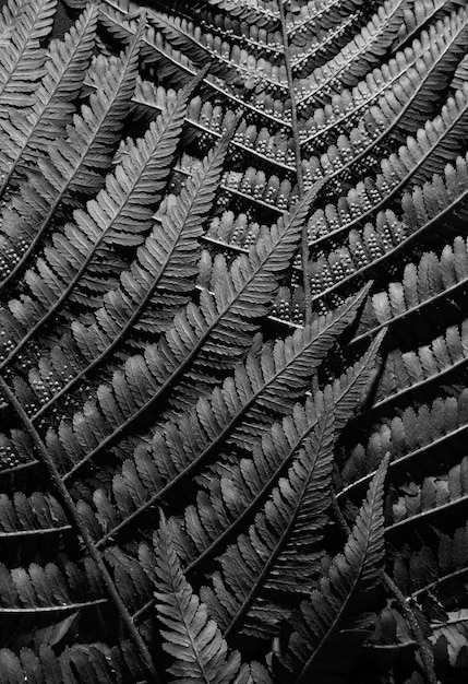 Primer plano de hojas de helecho. Fotografía en blanco y negro. Monocromo. Fondo de pantalla