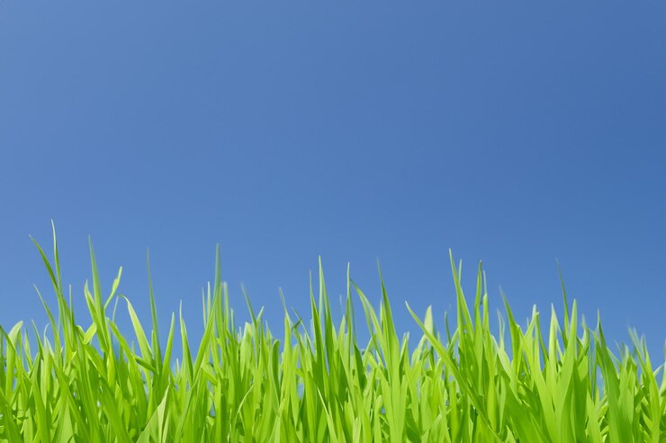 Foto un primer plano de las hojas de hierba verde que se extienden hacia un cielo azul claro