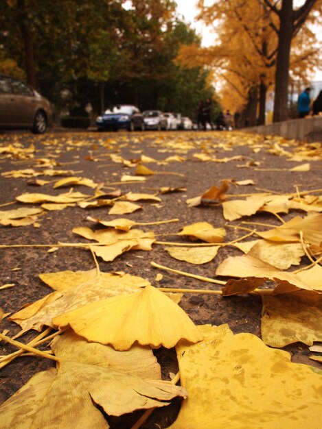 Foto primer plano de las hojas húmedas durante el otoño