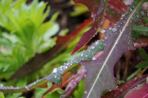 Foto primer plano de las hojas húmedas de las plantas durante la temporada de lluvias