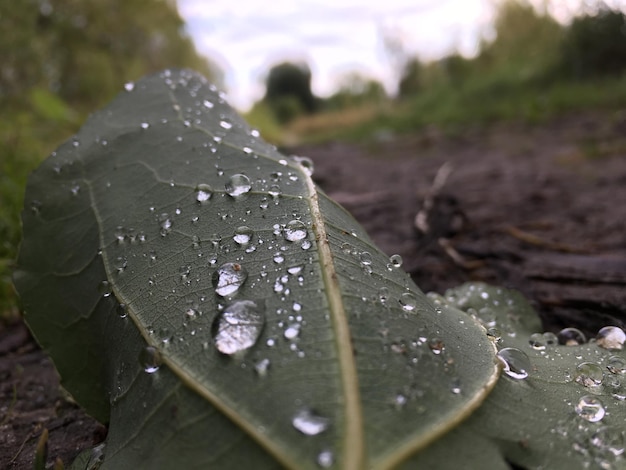 Foto primer plano de las hojas húmedas de las plantas durante la temporada de lluvias