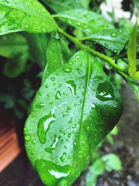 Primer plano de las hojas húmedas de las plantas durante la temporada de lluvias