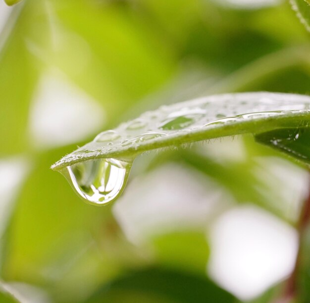 Foto primer plano de las hojas húmedas de las plantas