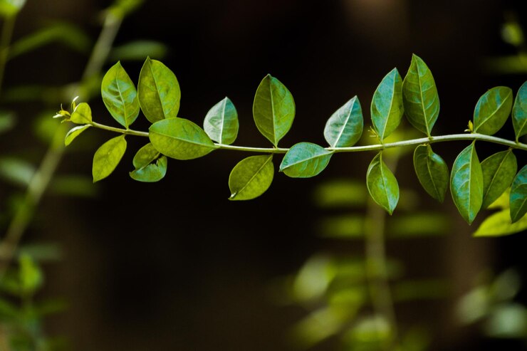 Foto primer plano de las hojas húmedas de las plantas