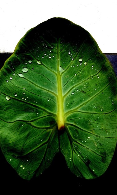 Foto primer plano de las hojas húmedas de las plantas