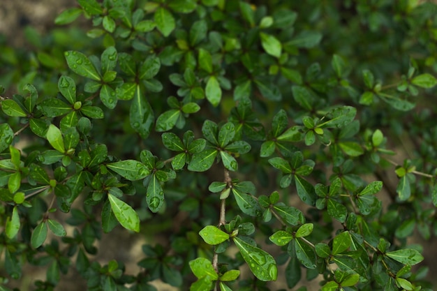 Primer plano de las hojas húmedas que crecen en la planta