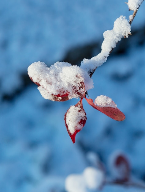 Primer plano de hojas de invierno con la nieve. Hoja roja de agracejo cubierta de nieve. Primera nieve, fondo azul.