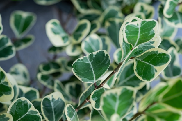 Primer plano de hojas manchadas de blanco textura de hoja verde