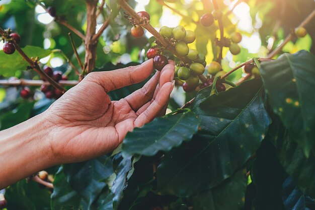 Foto primer plano de las hojas en la mano