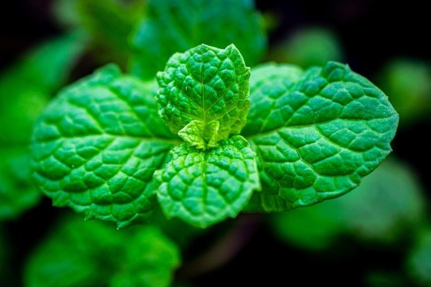 Foto primer plano de las hojas de menta verde