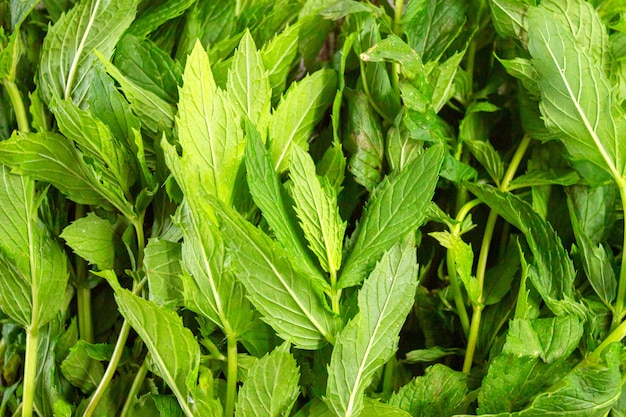 Primer plano de hojas de menta