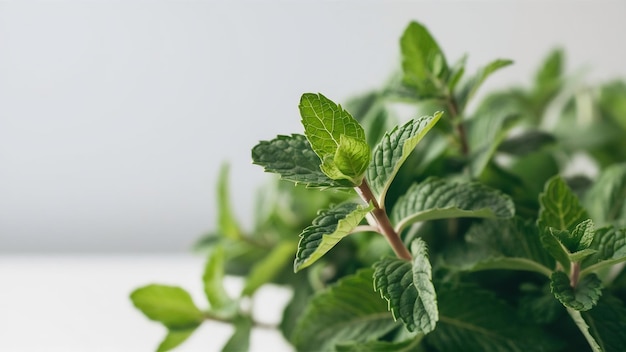 Foto un primer plano de las hojas de menta