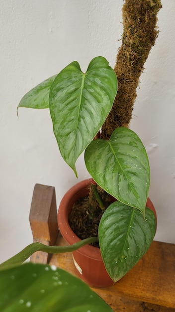 Foto primer plano de las hojas en la mesa