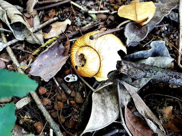 Foto primer plano de las hojas muertas