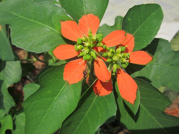 Foto primer plano de las hojas de naranja en la planta