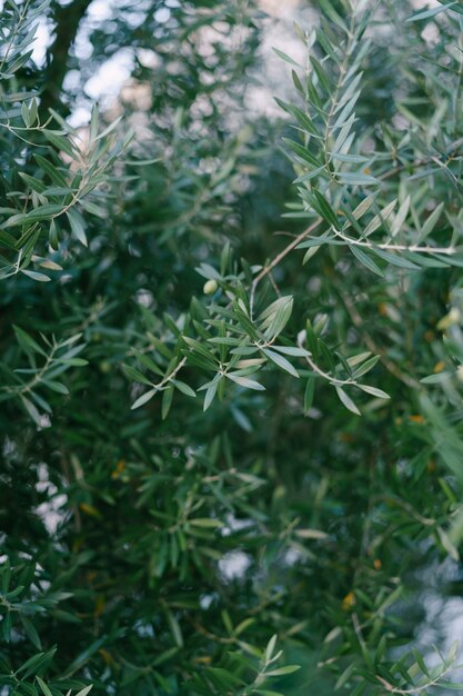 Un primer plano de las hojas de olivo verde